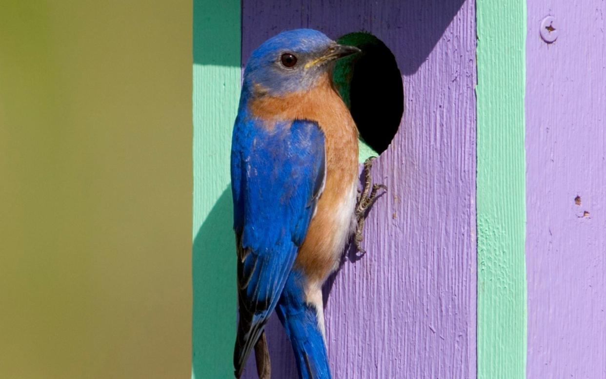 The eastern bluebird was one of the birds affected by noise pollution - Danita Delimont /Getty Images Contributor 