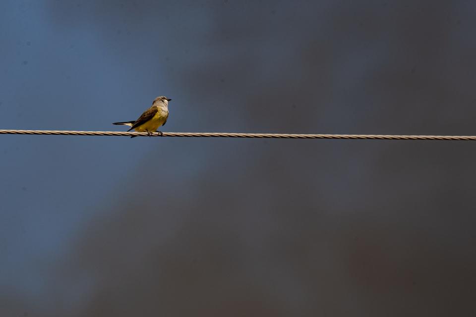 A bird perches on a telephone wire near the Valero West Refinery during a fire at the facility in Corpus Christi, Texas, on Wednesday, May 17, 2023. 