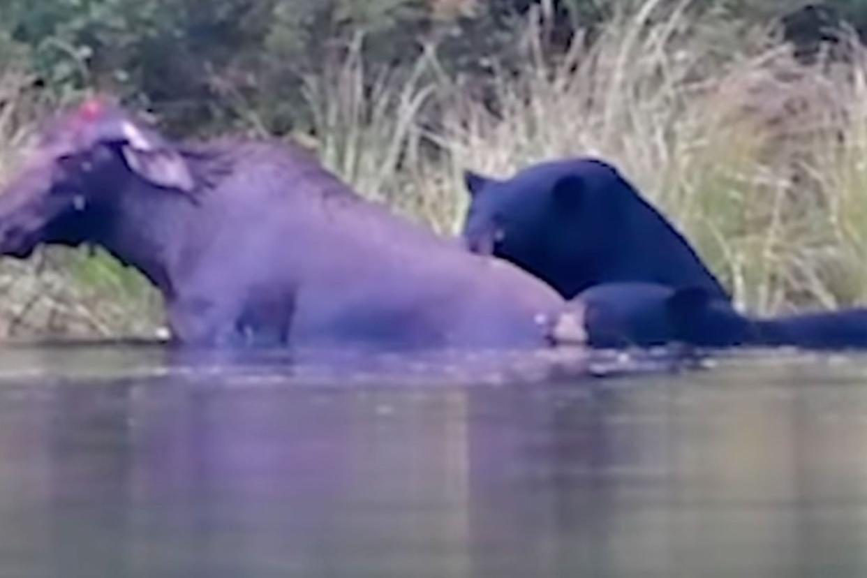 Watch: Two Black Bears Attack Moose Calf in Canadian Park photo