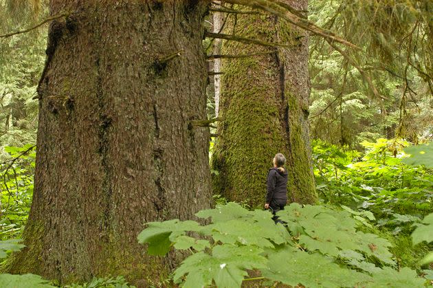 A woman stands beneath towering trees on Northeast Baranof Island in Alaska's Tongass National Forest. (Photo: AP Photo/J. Schoen)