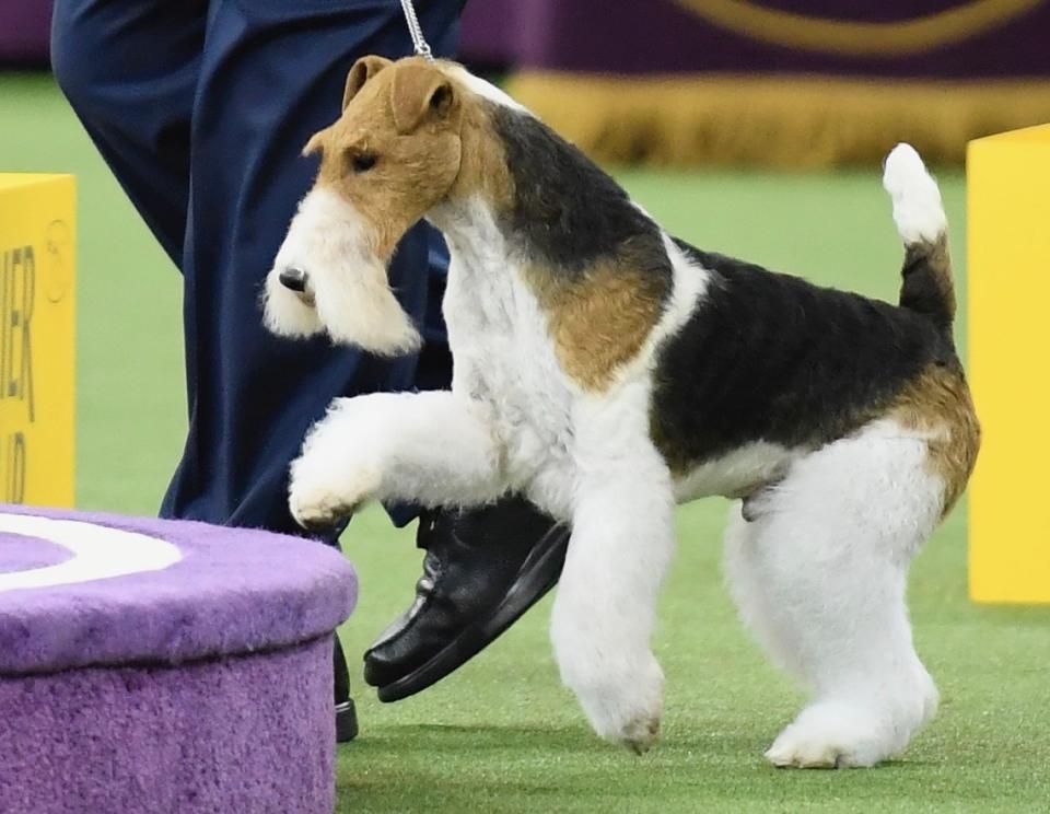 King the Wire Fox Terrier won Best in Show at the Westminster Kennel Club Dog Show. (Getty)