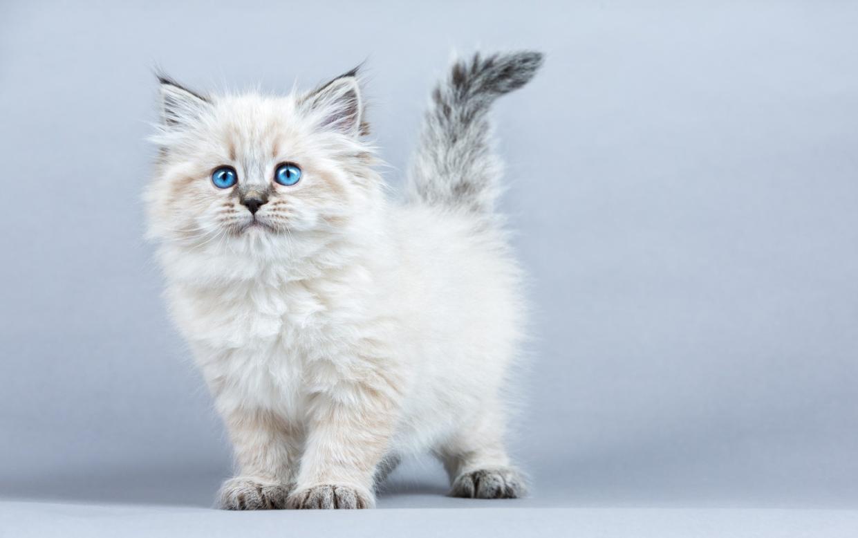 The Starmer family's new pet will be a Siberian kitten, Sir Keir has revealed