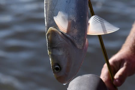 Captain Nate Wallick, of Peoria Carp Hunters, out on the Illinois River hunting the invasive species of fish, Asian carp