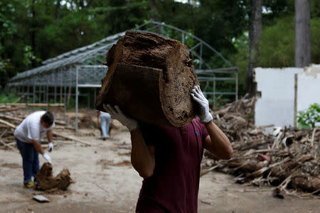 A volunteer of a group helping with maintenance works carries a piece of tree at the botanical garden in Caracas, Venezuela July 9, 2018. Picture taken July 9, 2018. REUTERS/Marco Bello