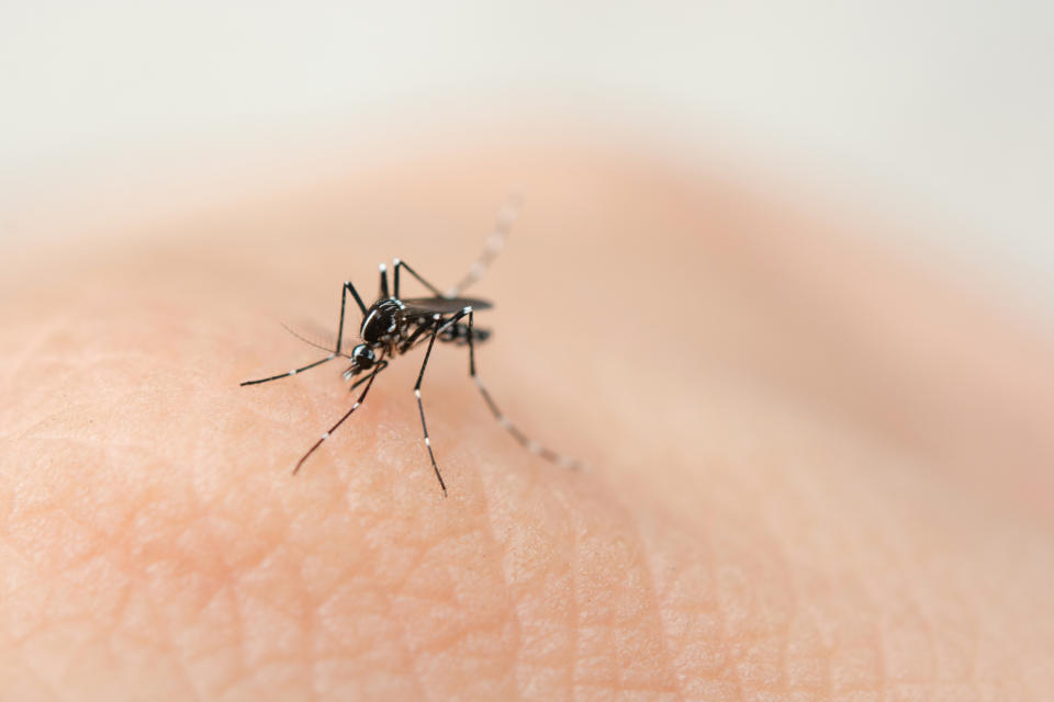 Japanese encephalitis is spread through mosquitoes (pictured).  