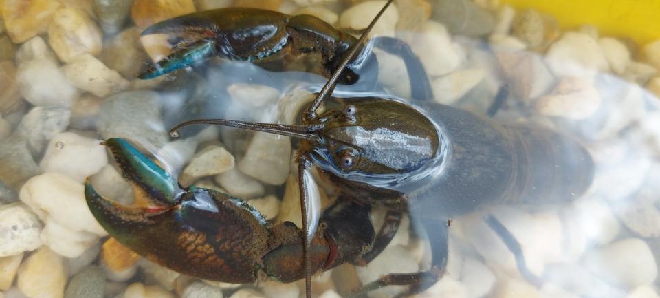 <span class="caption">Cherax destructor; the common yabby</span> <span class="attribution"><span class="source">Author provided</span></span>