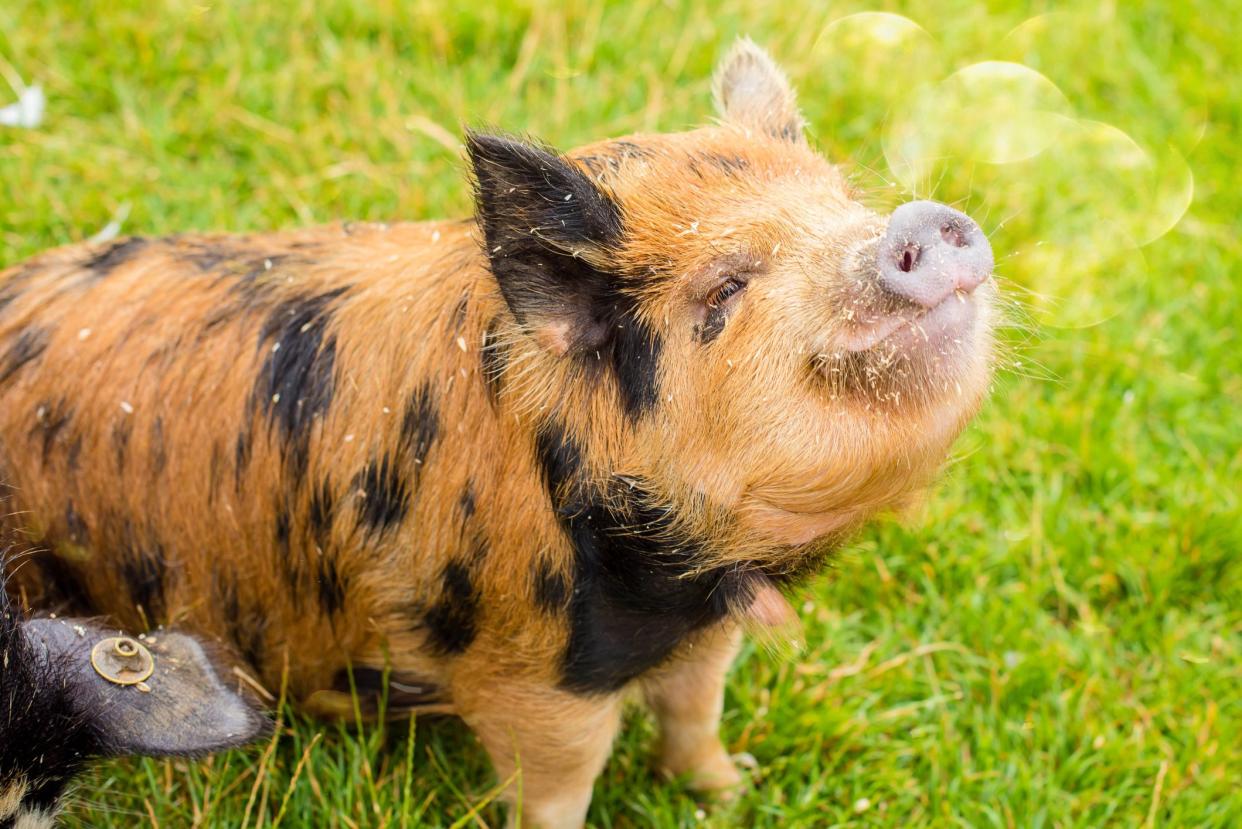 portrait of a young domestic pig