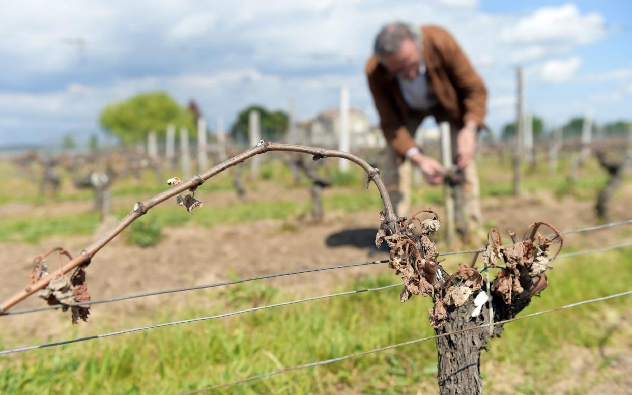 A wine grower in Bordeaux checks his vineyards partially destroyed by the frost of late April - AFP