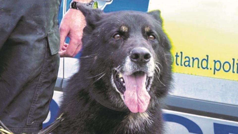 Police dog Ozzy received the highest commendations for his bravery (PDSA)