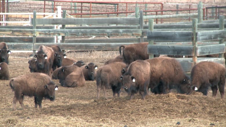 Elk Island bison headed home to Montana's Blackfeet Nation