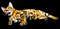 <p>A Bengal cat named Tobysden Pyrrha poses for studio portraits after participating in the GCCF Supreme Cat Show at National Exhibition Centre on October 28, 2017 in Birmingham, England. (Photo: Shirlaine Forrest/WireImage) </p>