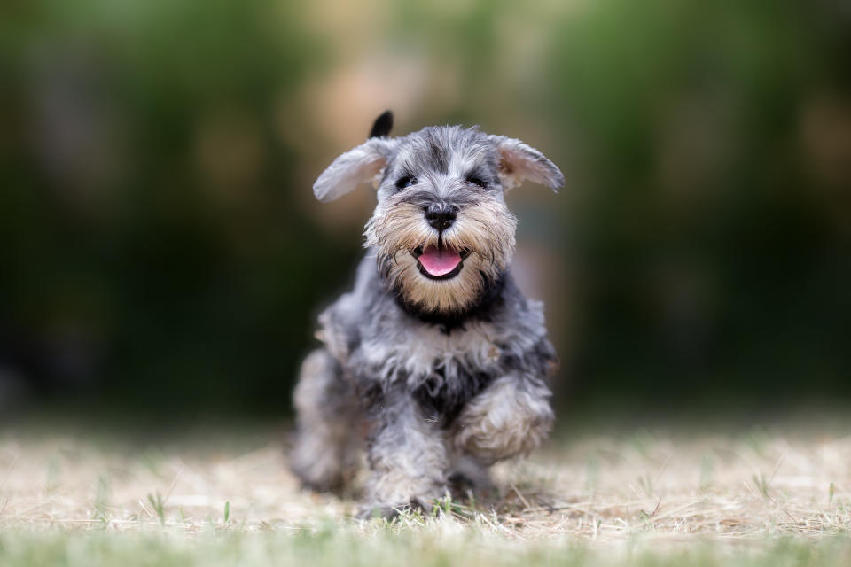 (Photo: Lunja via Getty Images)