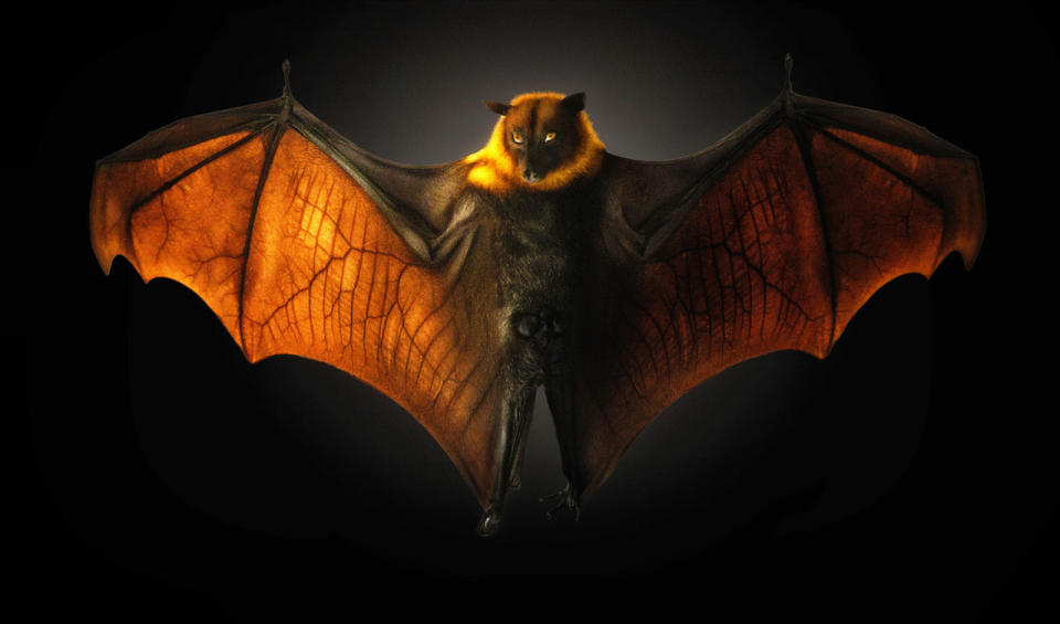 A vampire bat that appears to be standing. (Photo: Pedro Jarque Krebs/Caters News)