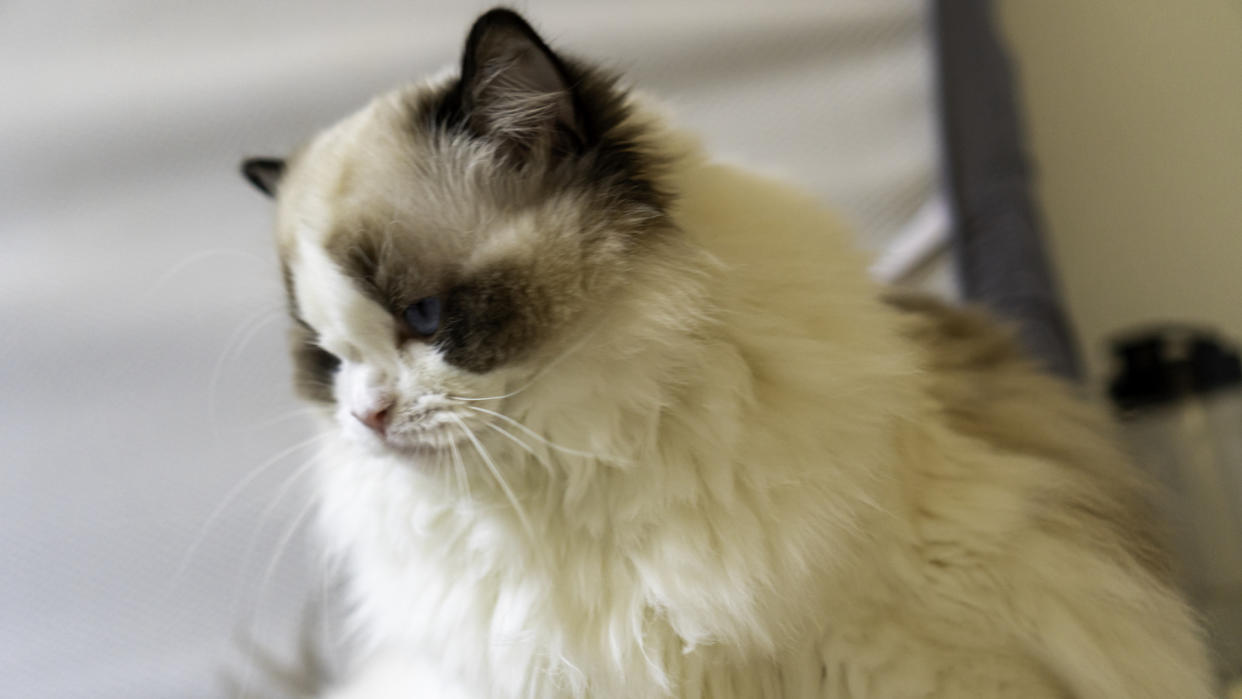 Ragdoll cat with fluffy ruff