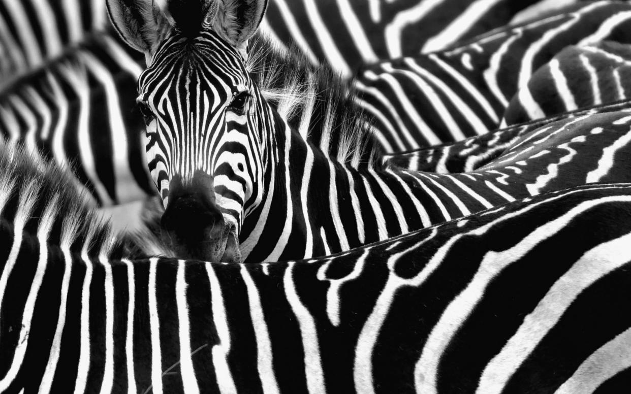 Zebra surrounded with black and white stripes - Moment RF