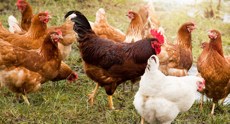 Pictured is a rooster with chickens in a field. 