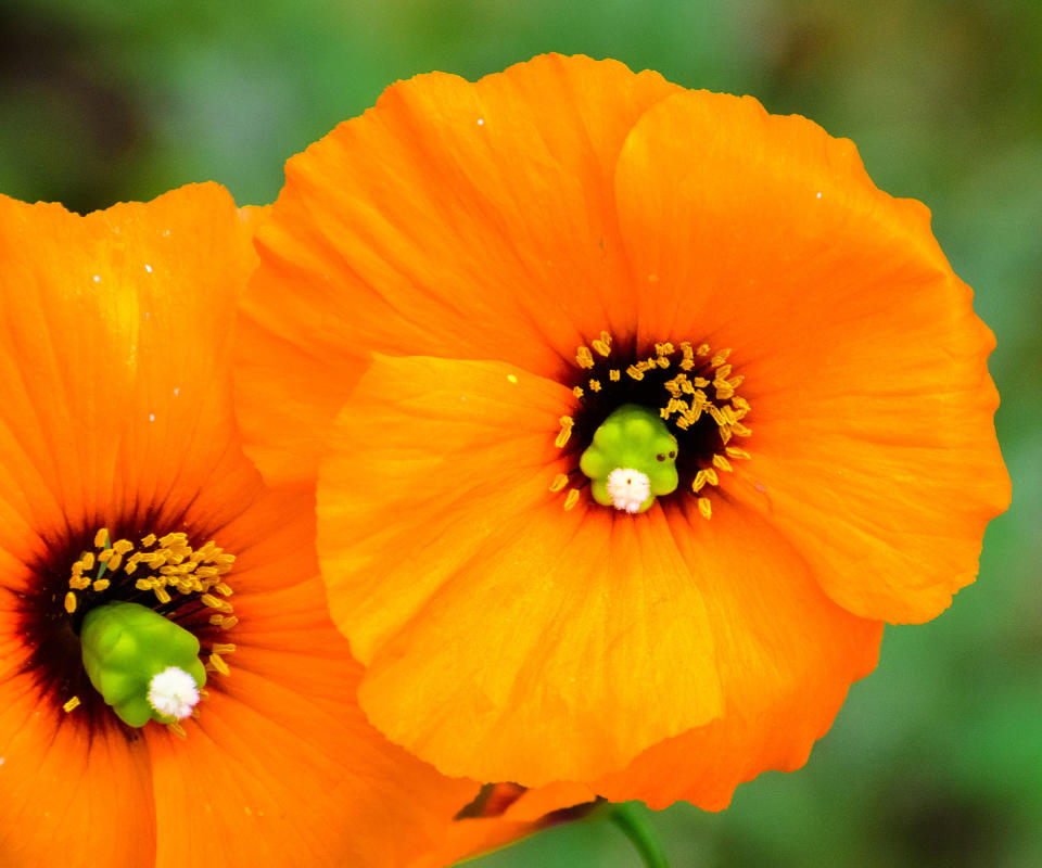 Orange wind poppies