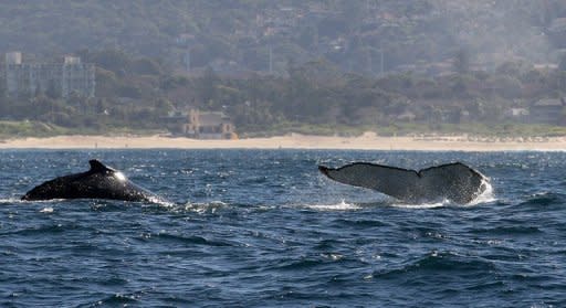 Humpback whales are seen rising out of the water in 2008 off the coast of Sydney. Australia has announced it will create the world's largest network of marine parks to protect ocean life, with limits placed on fishing and oil and gas exploration off the coast