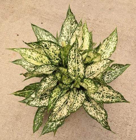 24) Aglaonema Spring Snow