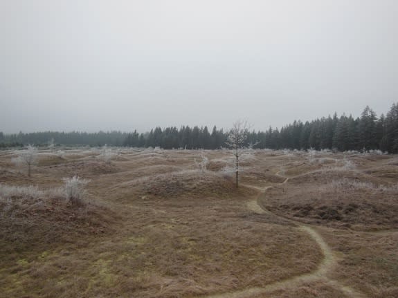 In the prairies of Washington, hundreds of large, vegetation-topped mounds — dubbed mima mounds — cover the landscape in a seemingly non-random pattern.