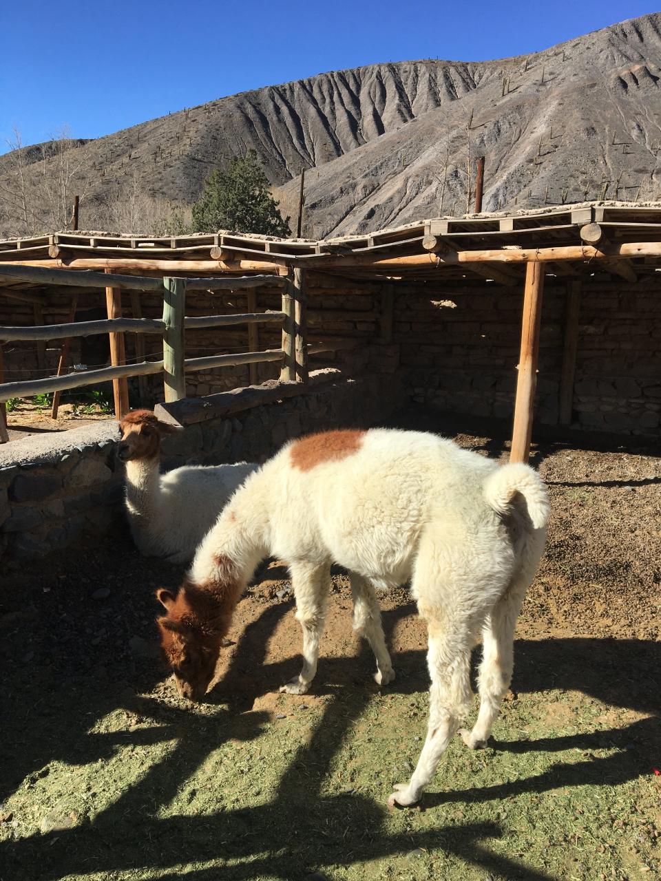 wildlife along the way of tren a las nubes