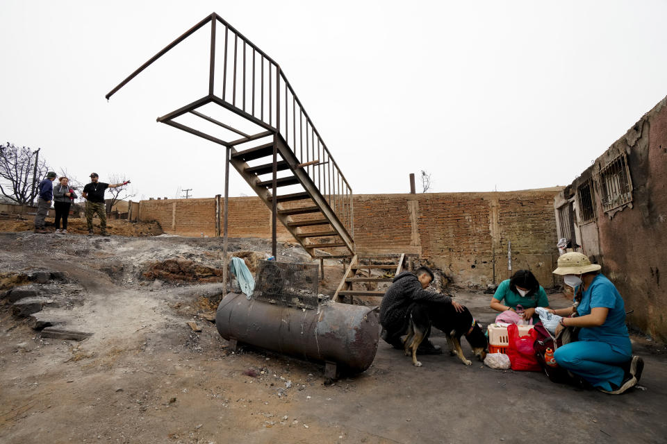 Patricio Monsalvez cura la pata quemada de su perro con la ayuda de voluntarios, junto a una casa totalmente arrasada por las llamas de un incendio que alcanzó Viña del Mar, Chile, el 6 de febrero de 2024. (AP Foto/Esteban Félix)