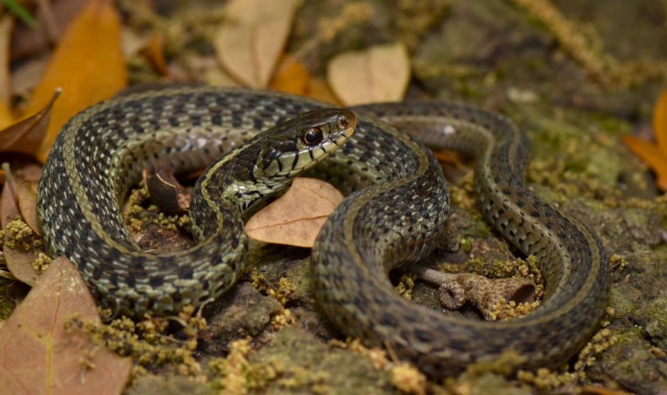 An eastern garter snake releases a sweet-smelling musk when threatened. [Photo courtesy Parker Gibbons]