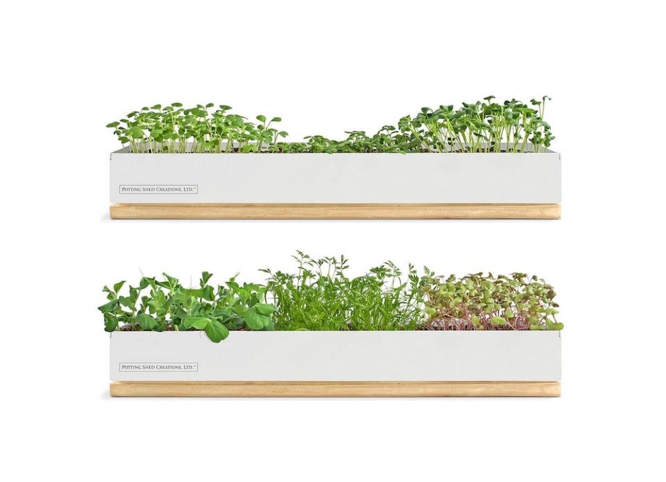 10 Tiny Gardens You Can Grow on Your Windowsill