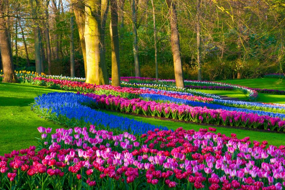 spring flowers in a park