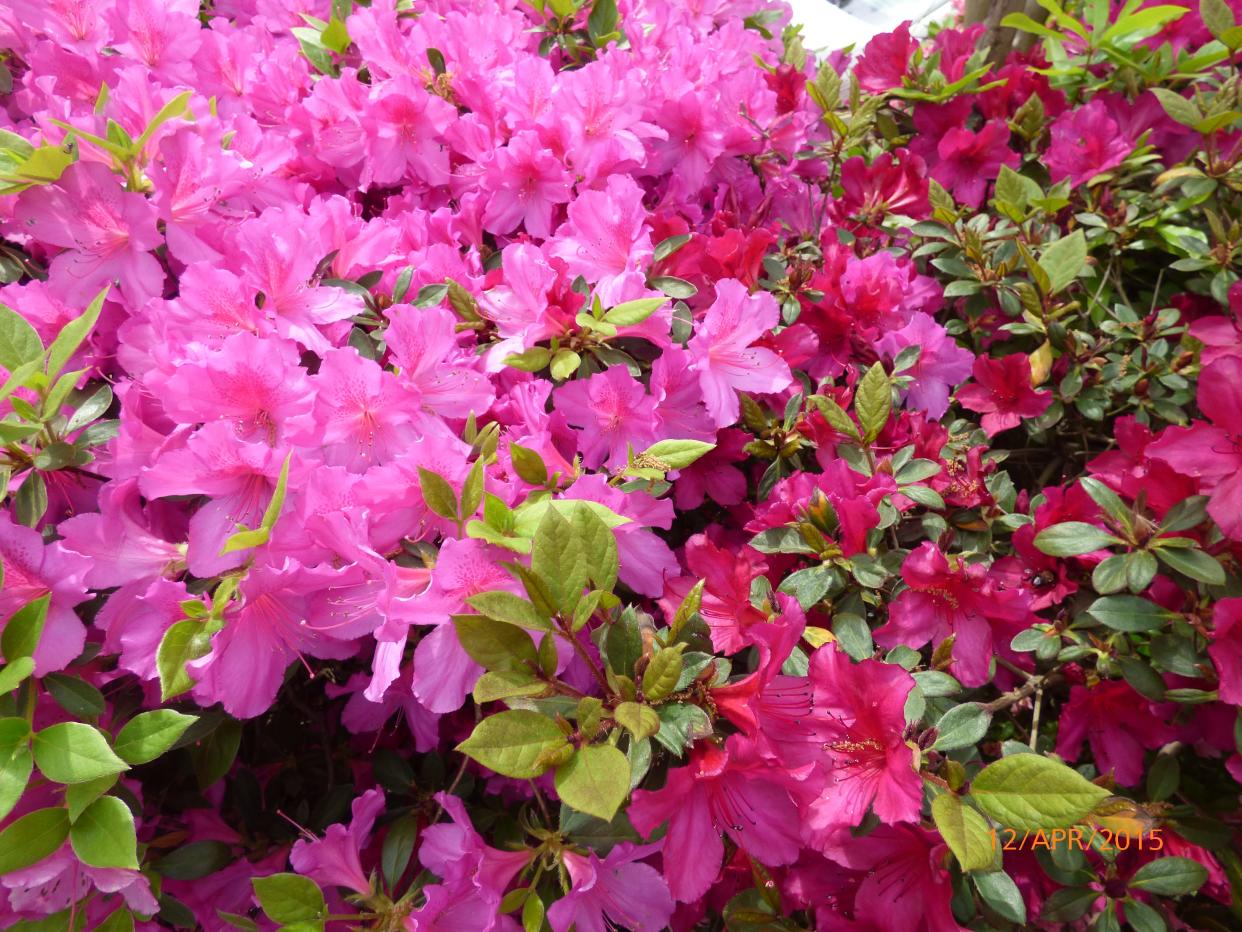 The Azalea Garden Tour will be held April 5-7.