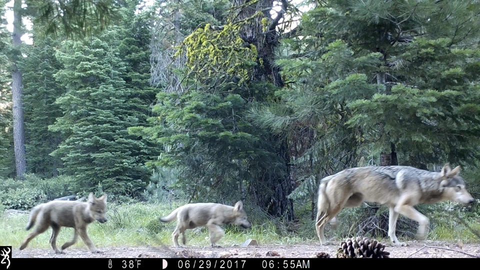 FILE - This June 29, 2017, file remote camera image released by the U.S. Forest Service shows a female gray wolf and two of the three pups born this year in the wilds of Lassen National Forest in Northern California. Republicans in the U.S. House are pushing legislation that would strip wolves of their federal protections across the contiguous U.S. A House committee on Wednesday, Sept. 26, 2018, is scheduled to consider a slate of changes to the Endangered Species Act, a 1973 law meant to shields plants and animals from possible extinction. (U.S. Forest Service via AP, File)