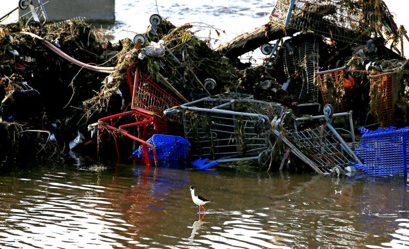 LONG BEACH, CALIF. - DEC. 14, 2021. A water bird forages near a mashup of shopping carts in the Los Angeles River in Long Beach on Wednesday, Dec. 16, 2021. Large amounts of waste are transported by the river, with some flowing into the sea and on to local beaches, during heavy rainstorms in the L.A. Basin. (Luis Sinco / Los Angeles Times)