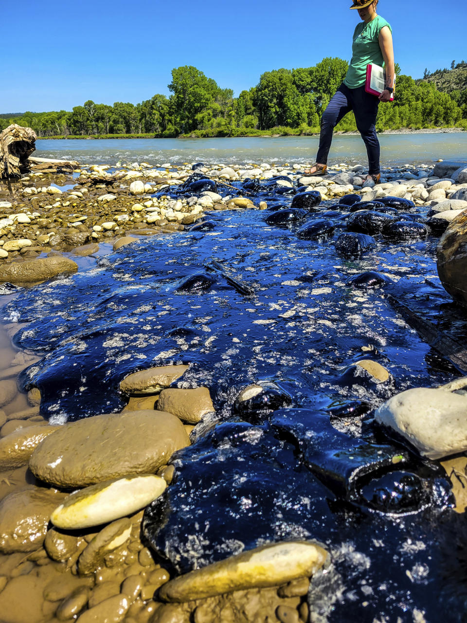 In this photo provided ny Yellowstone River Research Center, Rocky Mountain College Environmental Science summer research student Josephine Eccher examines a mat of petroleum products more than 10 feet long and several inches thick along the Yellowstone River, June 30, 2023, near Columbus, Mont. The petroleum products spilled into the river when a railroad bridge over the river collapsed on June 24 and part of a freight train plunged into the water. (Kayhan Ostovar/Yellowstone River Research Center at Rocky Mountain College via AP)