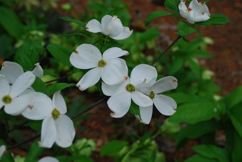 The white or pink petals that appear on native dogwoods are actually bracts or modified leaves that are arranged in distinctive groups of four, like a cross.