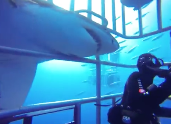 Terrifying moment great white shark attacks diving cage (video)