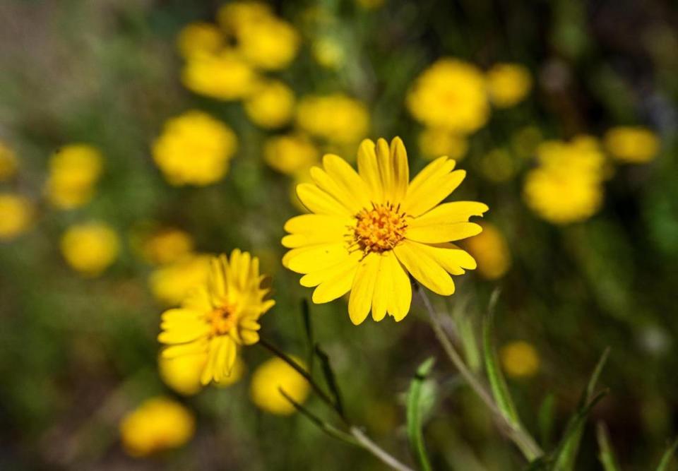 Common madia wildflowers grow next to the San Joaquin River Trail on Wednesday, April 12, 2023.