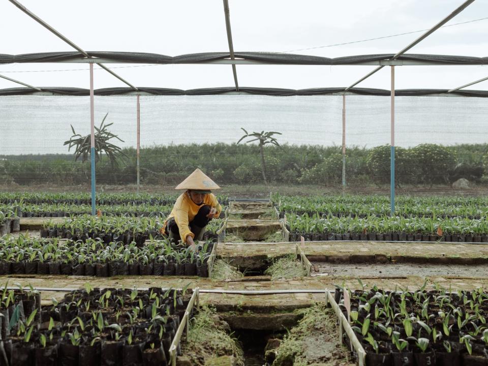 A worker tends young oil palm trees at the nursery. Photographer: Muhammad Fadli/Bloomberg