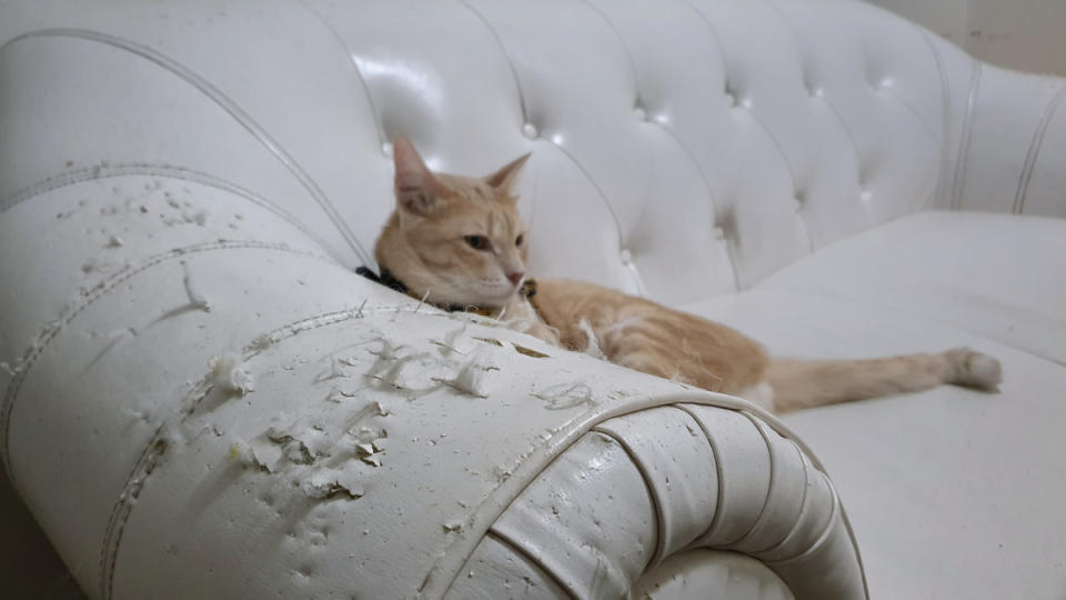 This cat did a number on that sofa.<p>RJ22/Shutterstock</p>