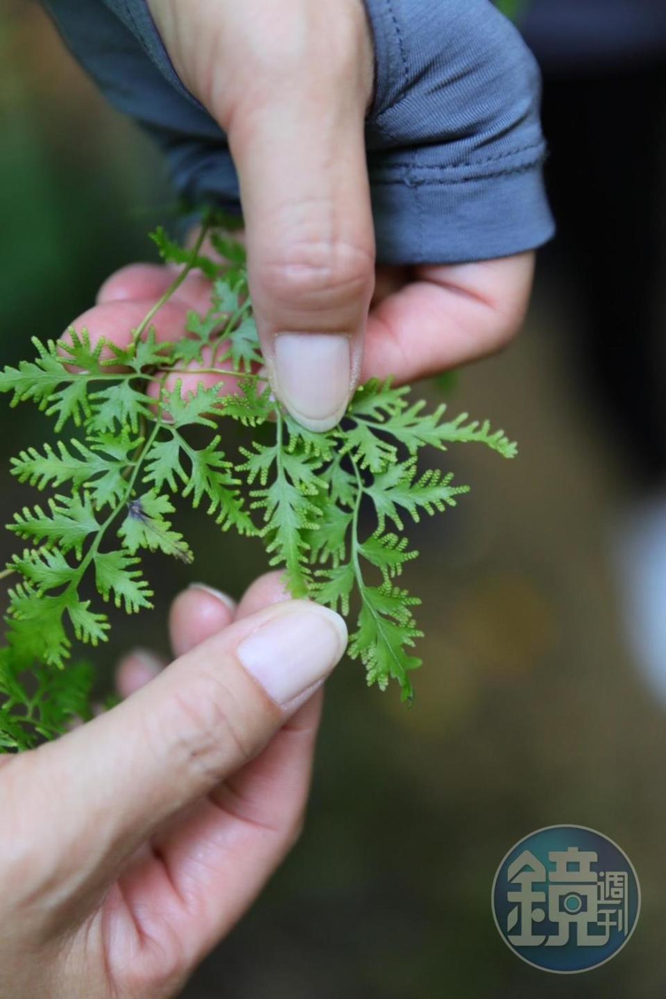 「海金沙」的袍子葉會長出袍子為其繁殖後代。