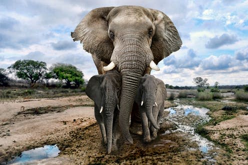   <span class="attribution"><a class="link " href="https://www.shutterstock.com/image-photo/beautiful-images-african-elephants-africa-523936120?src=uKnBfyUZjrQIwXoVVFDHPg-1-3" rel="nofollow noopener" target="_blank" data-ylk="slk:tobkatrina/Shutterstock;elm:context_link;itc:0;sec:content-canvas">tobkatrina/Shutterstock</a></span>