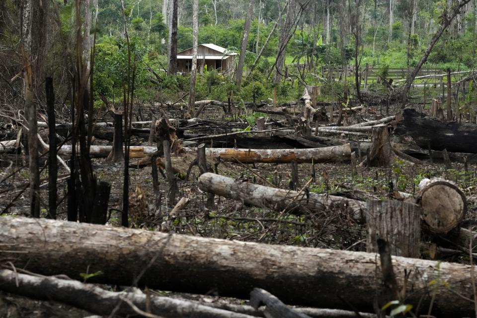 Trees lie in a deforested area in front of a house in the Chico Mendes Extractive Reserve, in Xapuri, Acre state, Brazil, Tuesday, Dec. 6, 2022. Brazil's incoming president has promised to eliminate all deforestation by 2030, which would be a complete change of course for Brazil compared to the last four years. (AP Photo/Eraldo Peres)