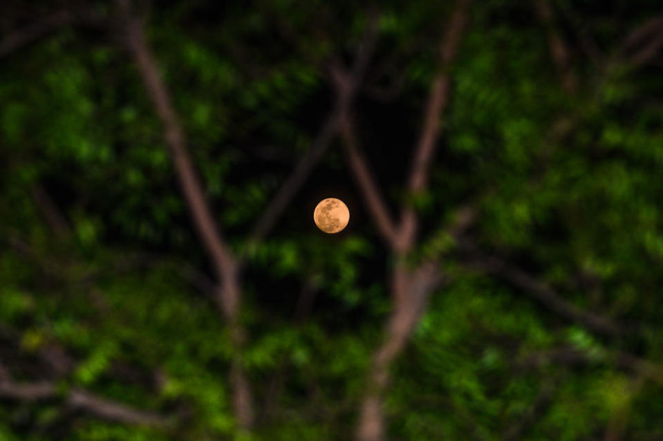 bright full moon visible between the branches of a tree