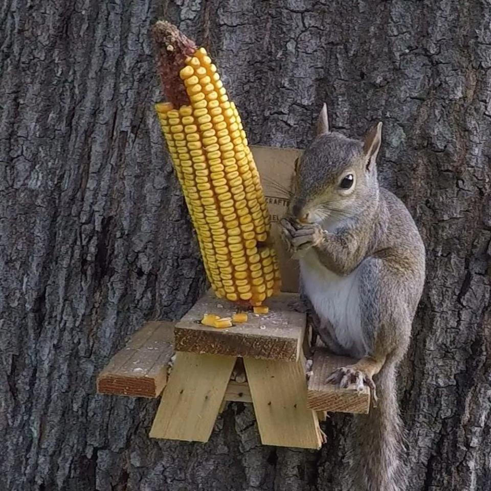 Photo credit: The Squirrel Shop