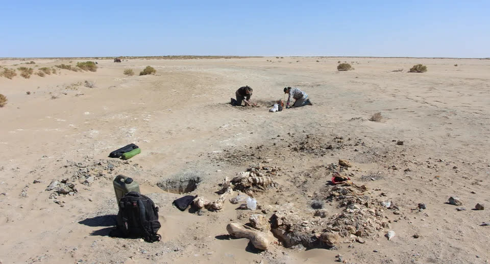 Paleontologen haben an drei Stellen im australischen Outback vollständige Skelette von Riesenkängurus gefunden, was zu einem verbesserten Verständnis der Art geführt hat. Quelle: Flinders University