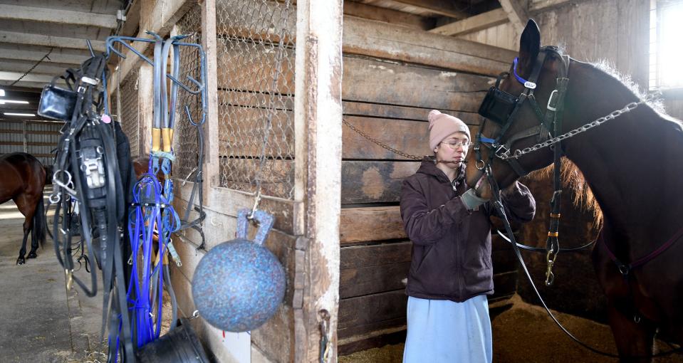 Eva Byler of Fredericksburg puts a bridle on Crunchy while working at Harvey Stable located at the Stark County Fairgrounds in Canton. Crunchy is owned by Jamie and Daren Harvey of Canton Township.