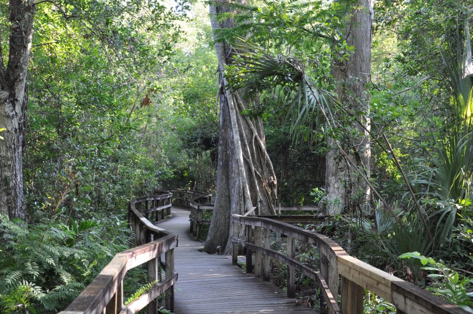 The boardwalk at Fakahatchee Strand is ideal for spotting alligators.