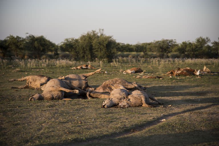 Sequía; sequía en tostado; sequía en Santa Fe; vacas muertas; animales Muertos; localidad de Pozo; pozo; Santa fe; Campo; fotos de caMPO; ECONOMÍA; COMUNIDAD DE NEGOCIOS