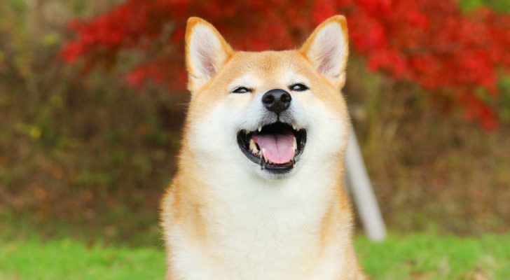 Close-up shot of a Shiba Inu dog.