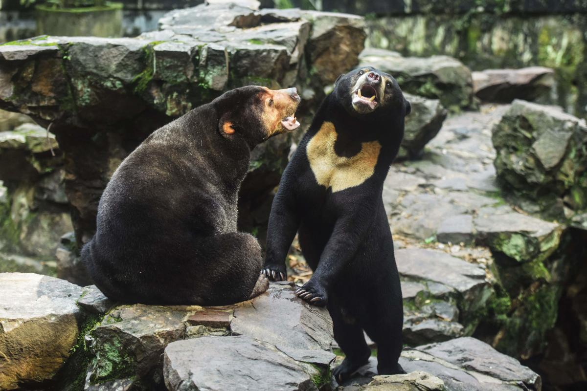 Chows pintados em preto e branco no zoológico de ‘cachorro panda’ na China, polêmica