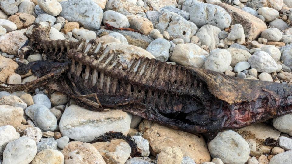 Dorset Echo: The skeleton of the carcass